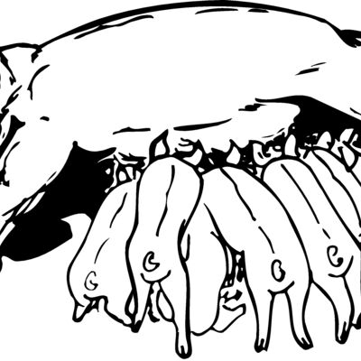 Animals Thumbnail