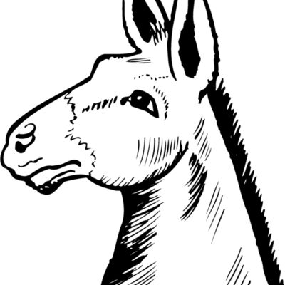 ANIMALS Thumbnail
